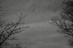 DSC_1936_1