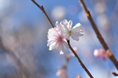 DSC_1263　10月桜です。