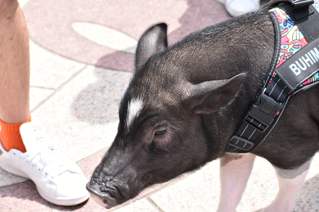 DSC_0232_1　大人しいよ〜。