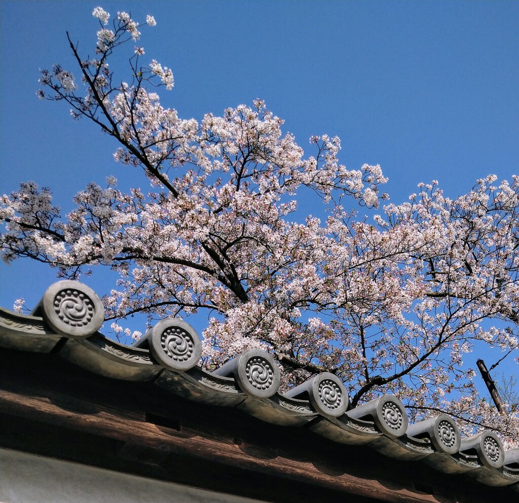 DSC_0697　大和西大寺にて