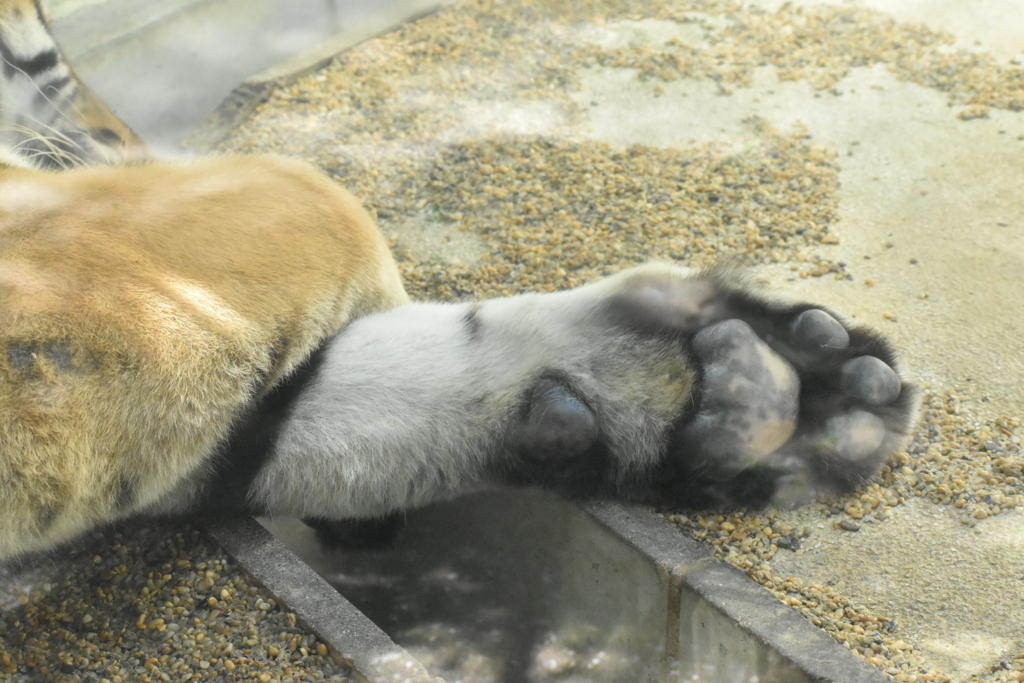 DSC_0321お昼寝トラさんの肉球