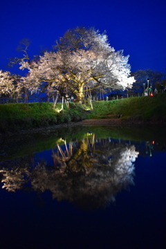 DSC_0978　浅井の1本桜