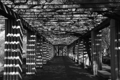 DSC_0246_1