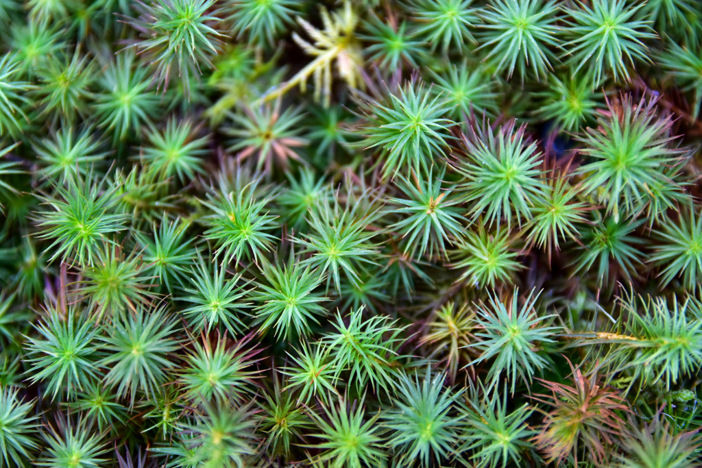 DSC_1677_1