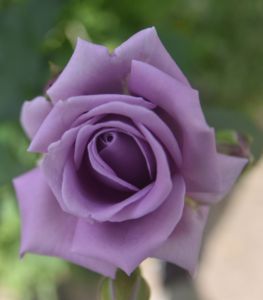 DSC_1492_1