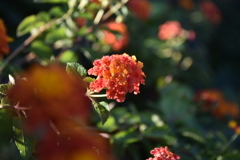DSC_1223_1