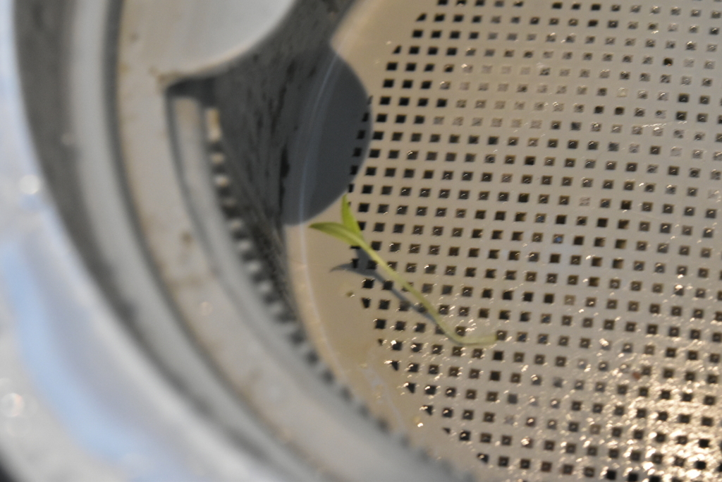 DSC_3064　ついに芽が出た