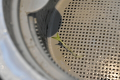 DSC_3064　ついに芽が出た