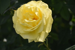 DSC_1548