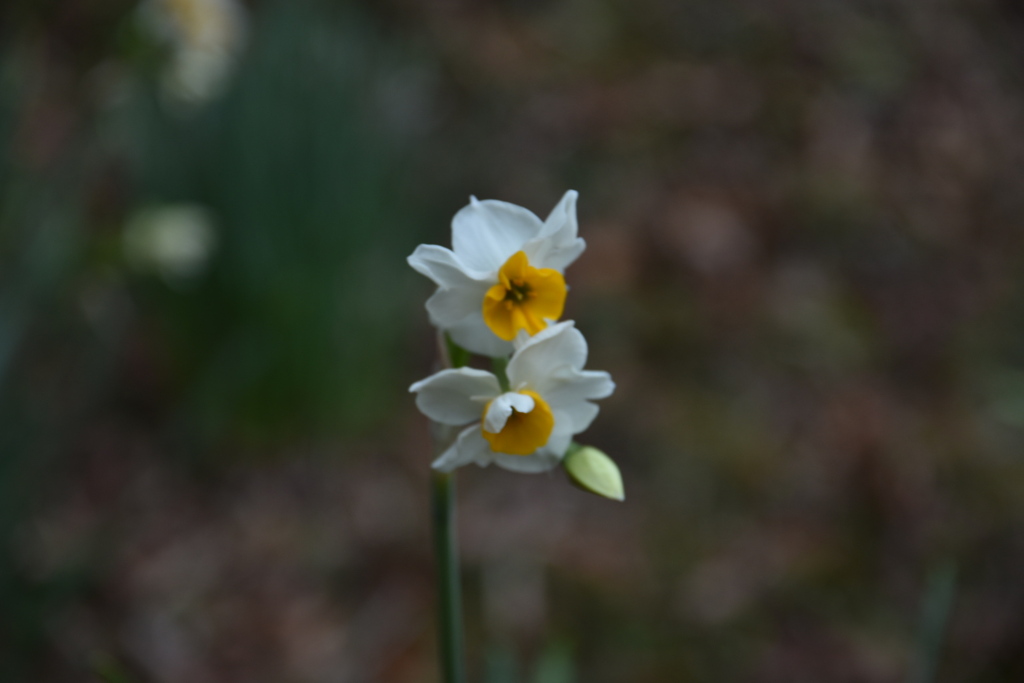 DSC_1811_1