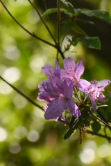 DSC_1439 (1)