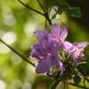 DSC_1439 (1)