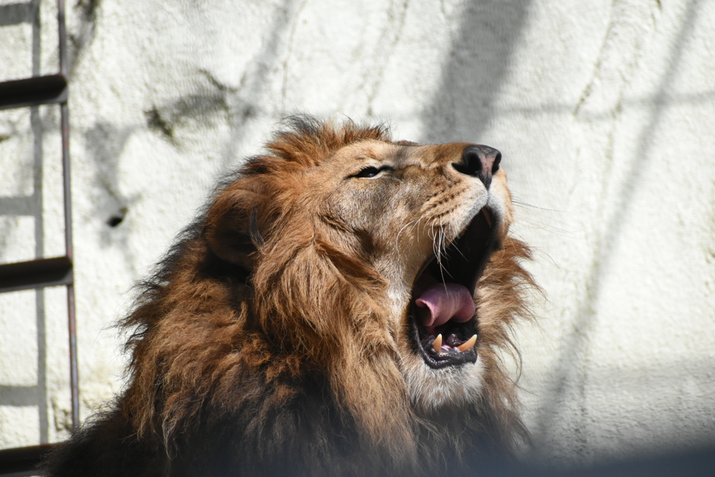 DSC_2239_1　ガーオー!