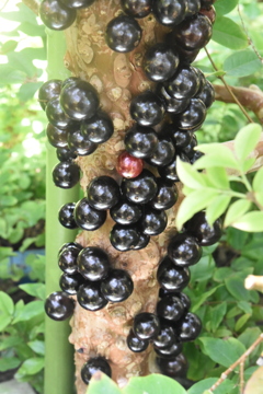 DSC_0096　何と幹に直接実がなっている！