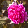 DSC_1342 (1)