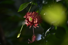 DSC_1172　1つ目小僧