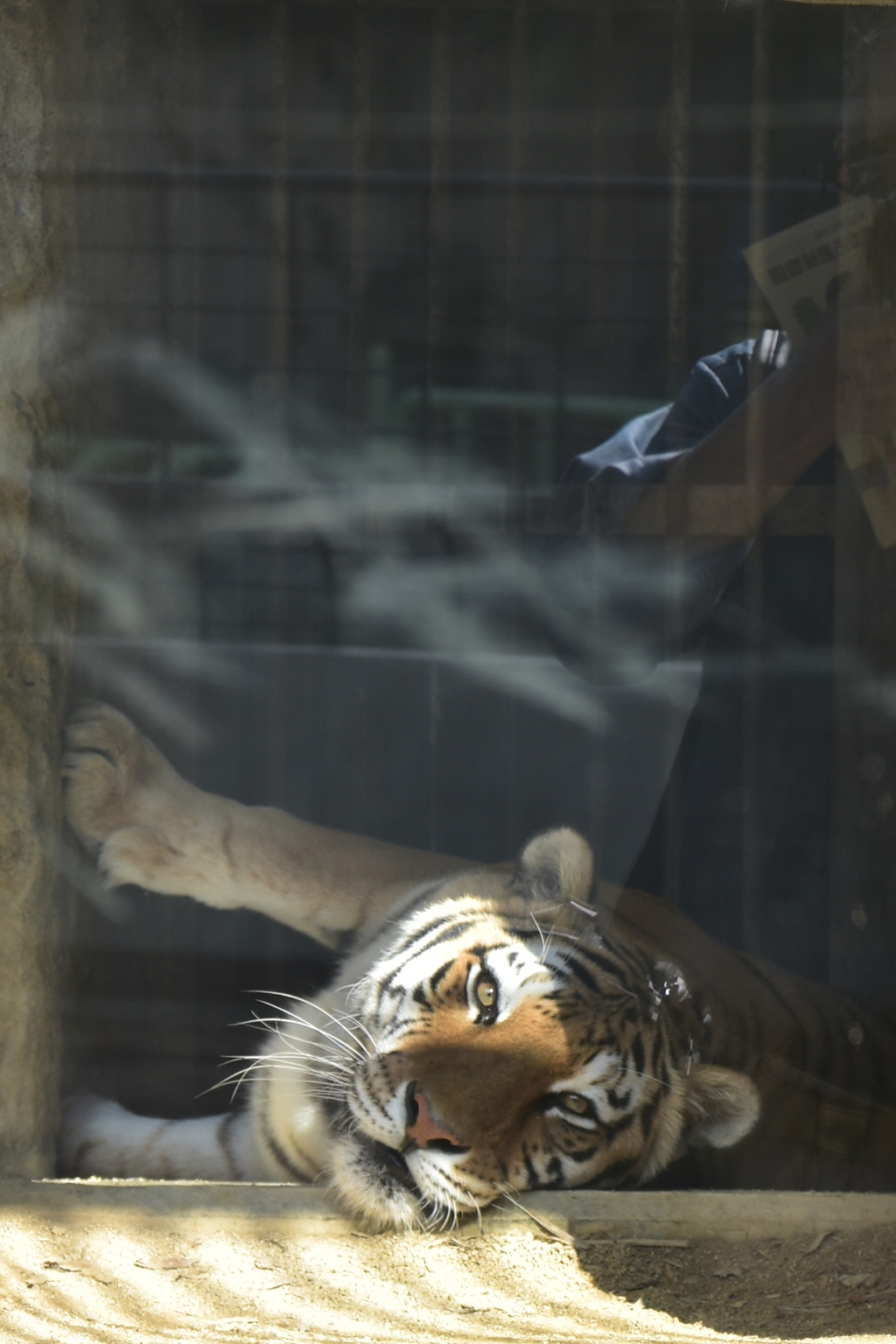 DSC_1215_1　寝転びながらも鋭い目付き！