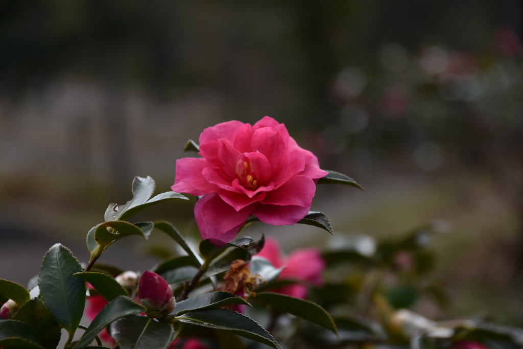 DSC_0334_2