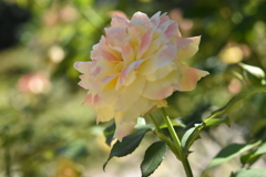 DSC_0372_1グラデーション