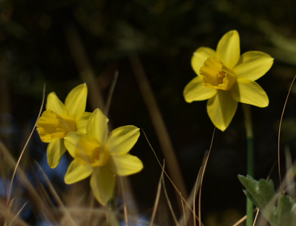 DSC_0516 (1)
