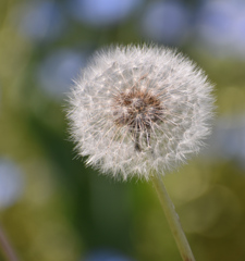 DSC_1389 (1)