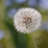 DSC_1389 (1)
