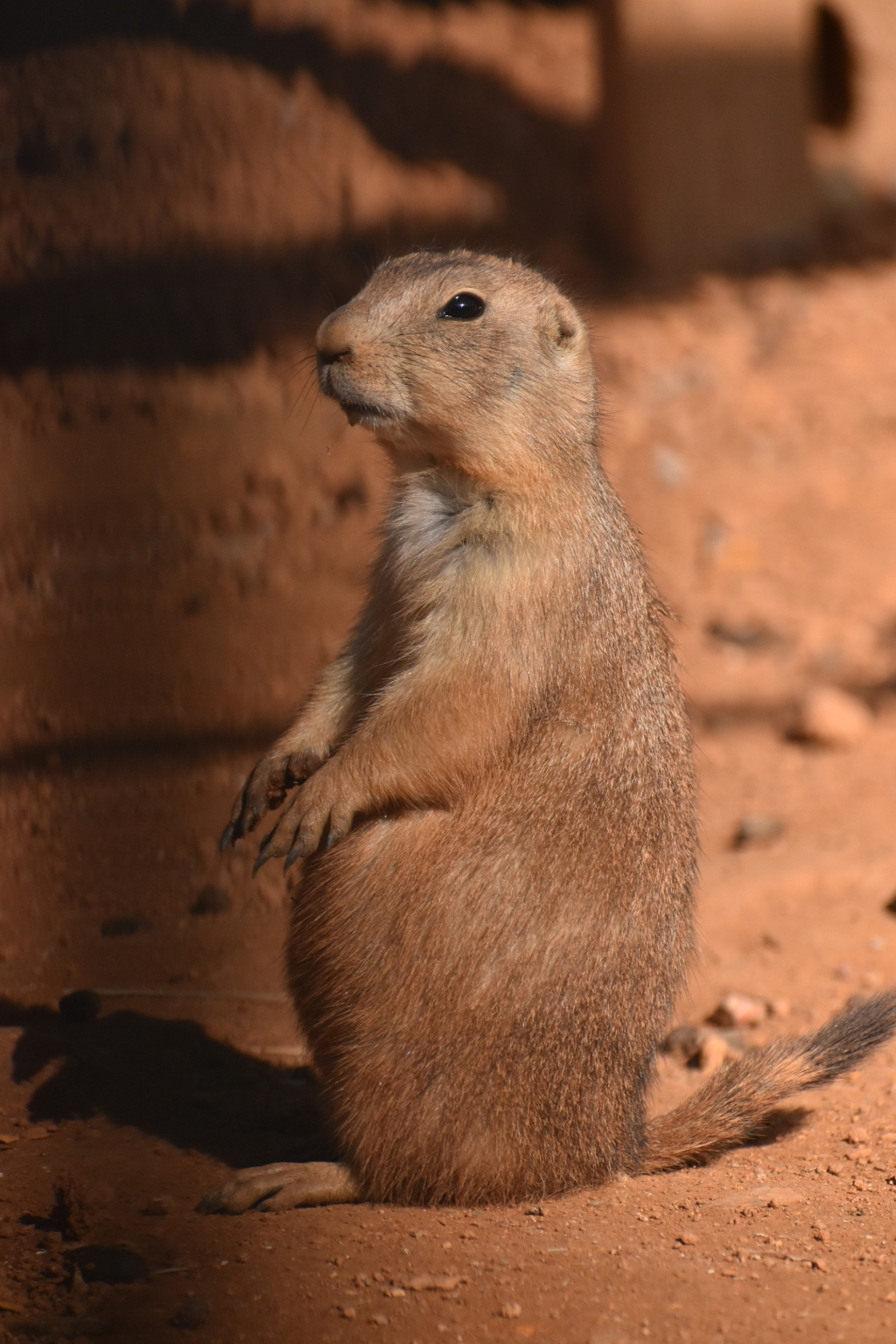 DSC_0768プレーリードッグ