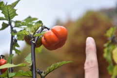 DSC_1456　かぼちゃです。