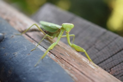 カマキリ