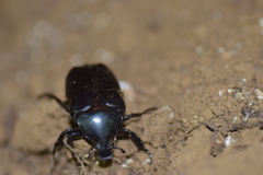 カブトムシのメス　　だろうか