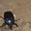 カブトムシのメス　　だろうか