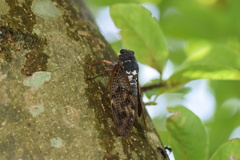 昆虫観察　アブラゼミ