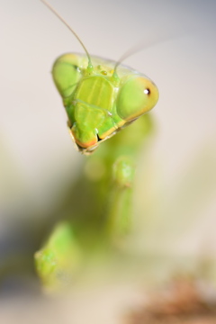 今日もカマキリと戯れる（今年最後か？）