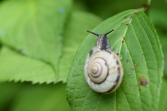 アジサイの葉にはカタツムリ