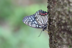 アカボシゴマダラ