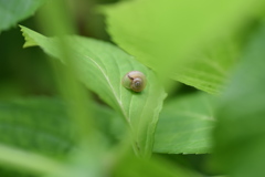 カタツムリの子供