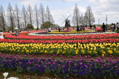 柏のあけぼの山農業公園　満開です