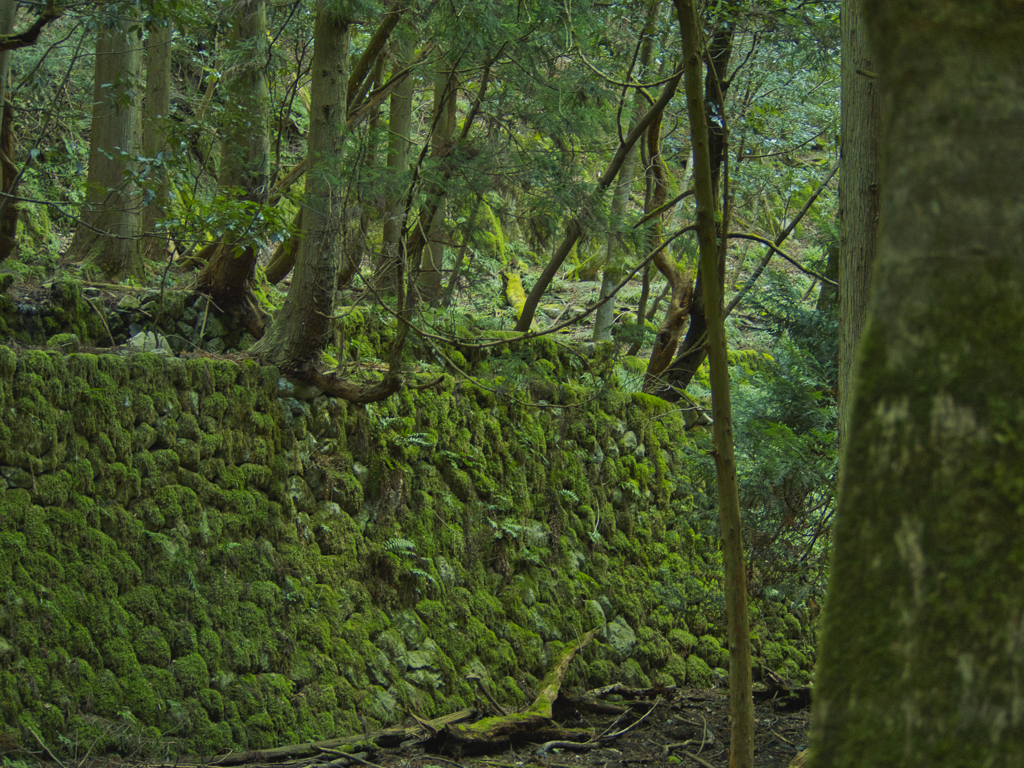 苔の石垣