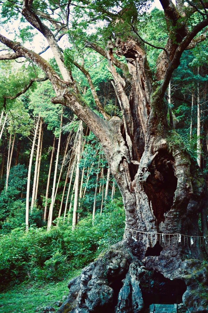 千年樹