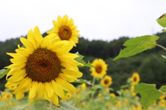 497F37BA-FF05-4EB1-BC7C-E8CF5DB1A9A0