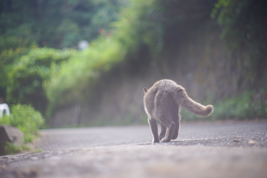 駆け出し