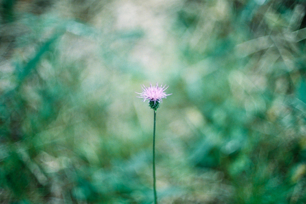 孤高の花
