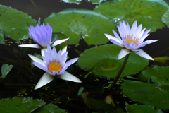 睡蓮の花たち