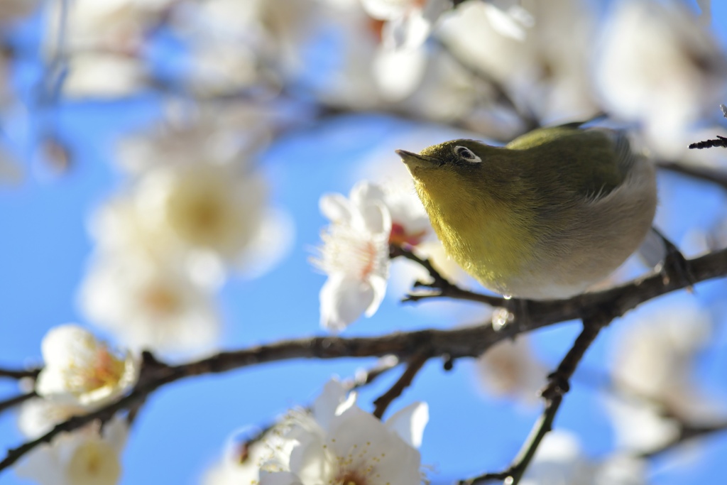 今年もうめじろう