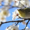 今年もうめじろう