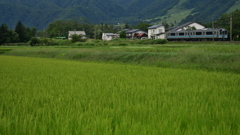 青田を走る大糸線