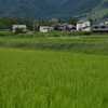 青田を走る大糸線