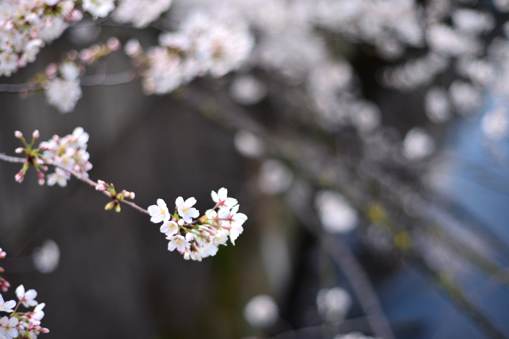 春の神田川　〜3〜