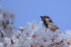雀と桜-2021