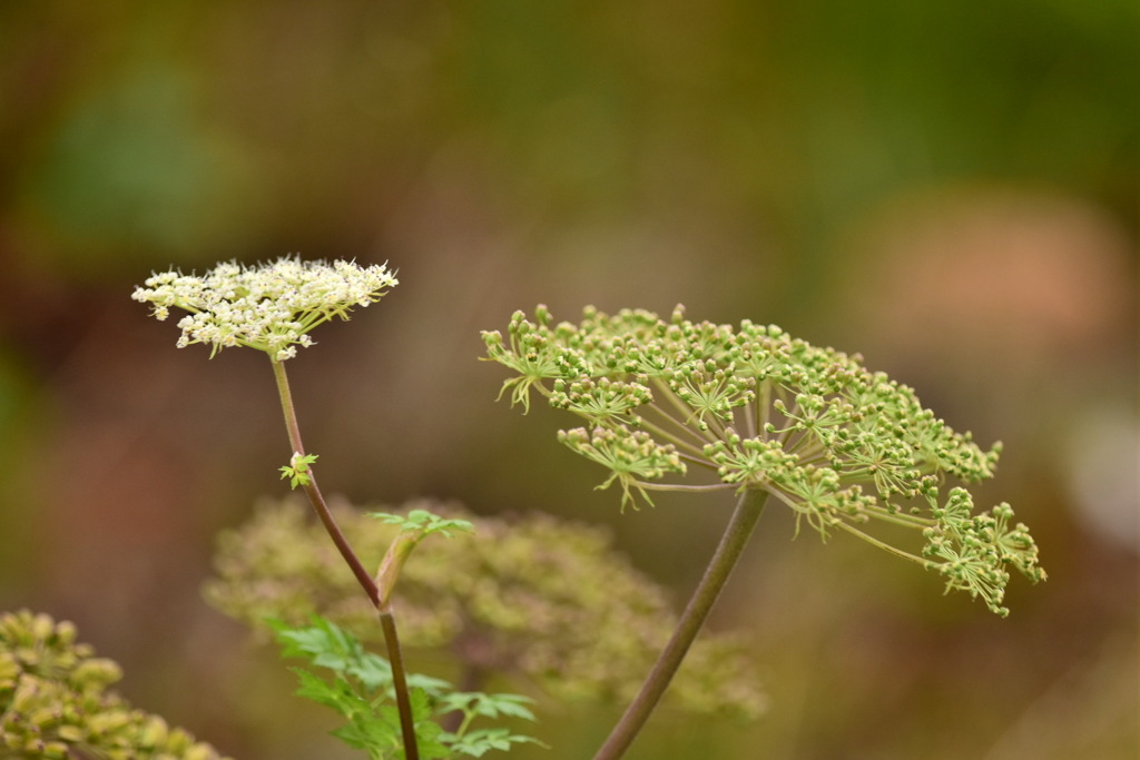 高山植物1